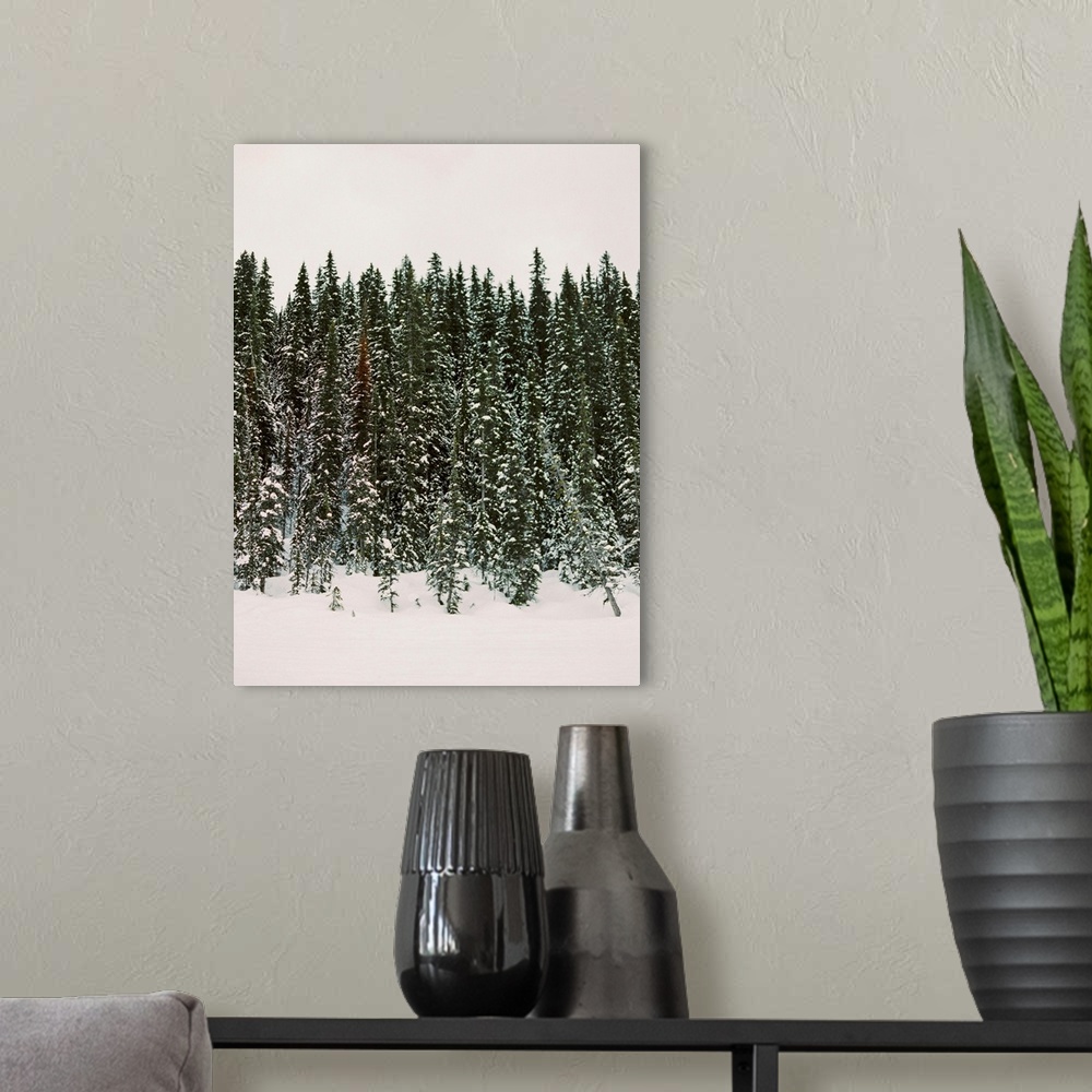 A modern room featuring Photograph of evergreen trees dripping with snow, Banff National Park, Canada