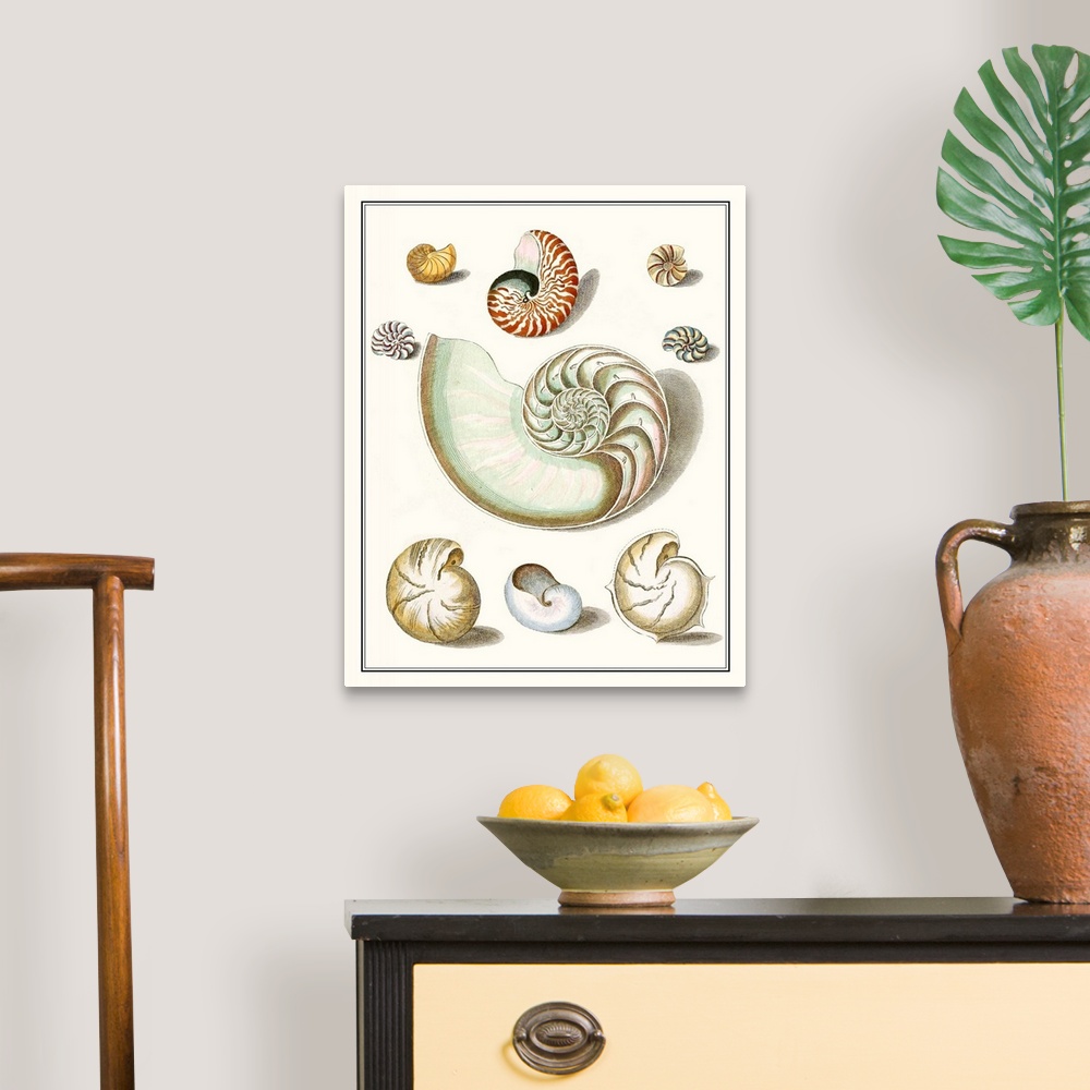A traditional room featuring Vintage seashell illustrations in warm earth tones on a beige background.