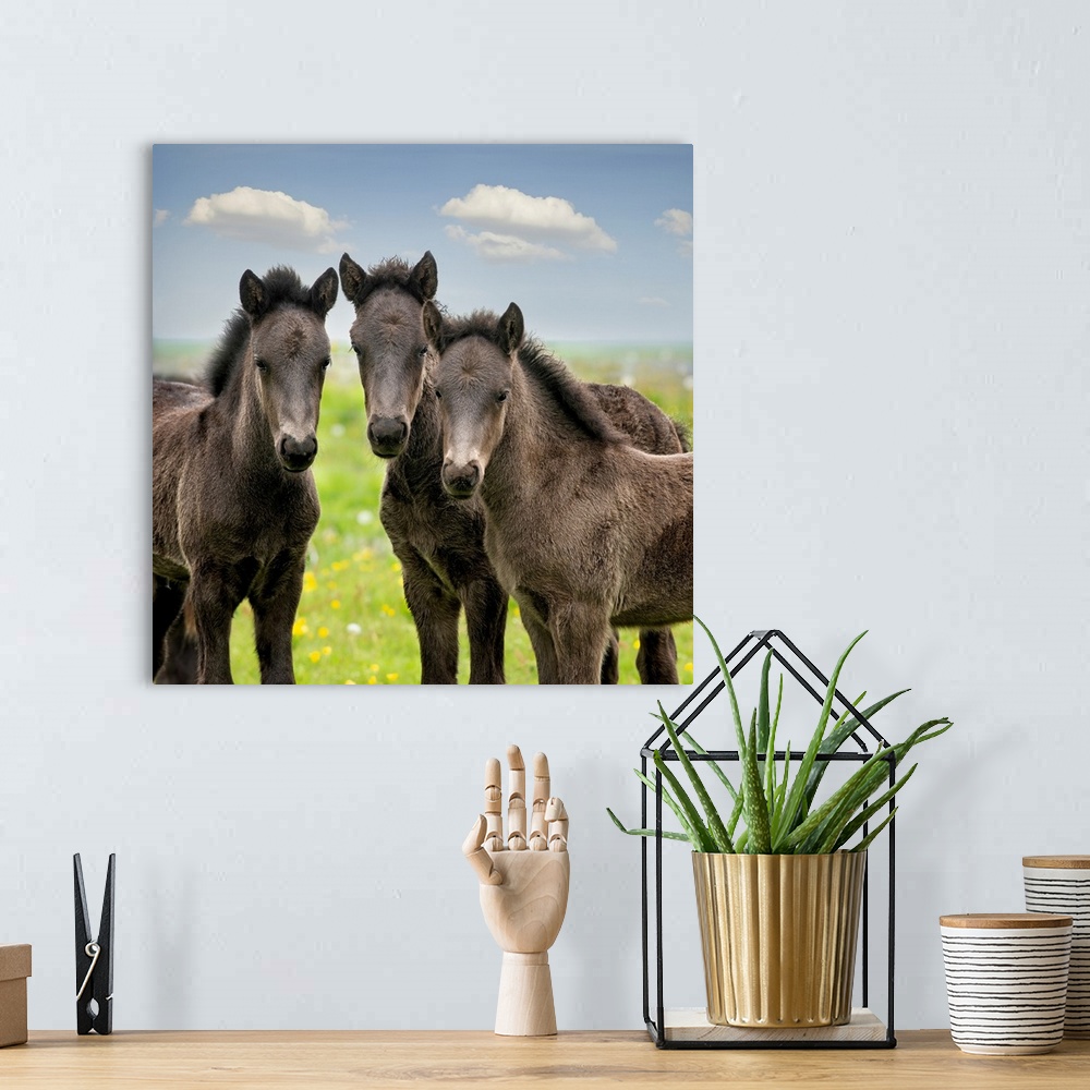 A bohemian room featuring Collection Of Horses IX
