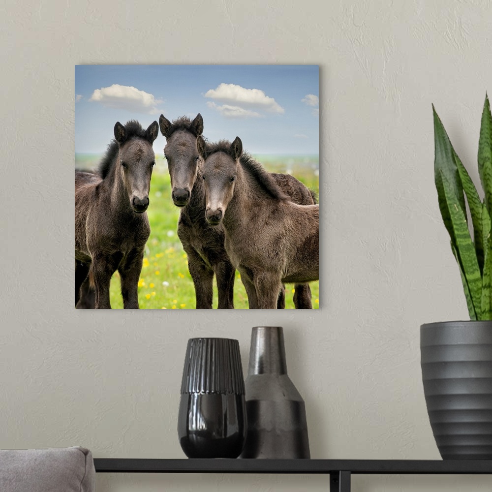 A modern room featuring Collection Of Horses IX