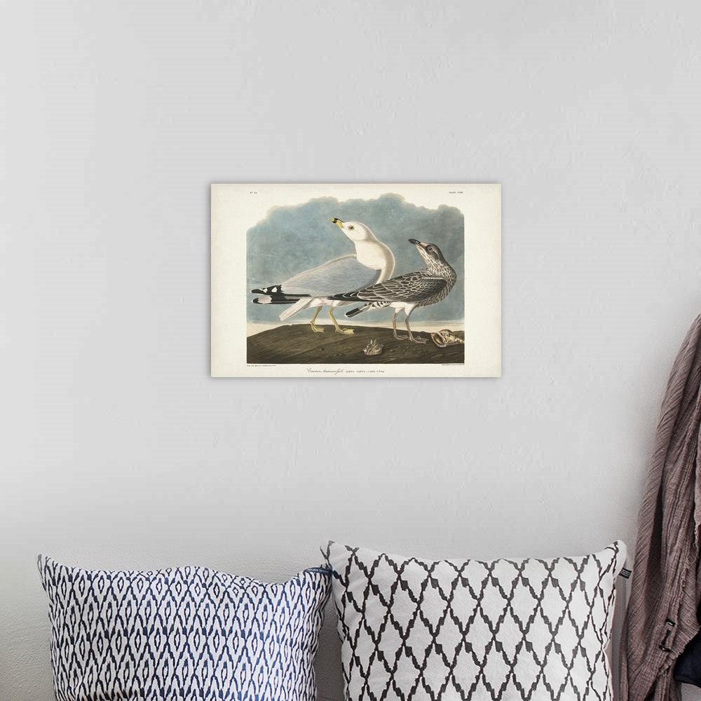 A bohemian room featuring Common American Gull