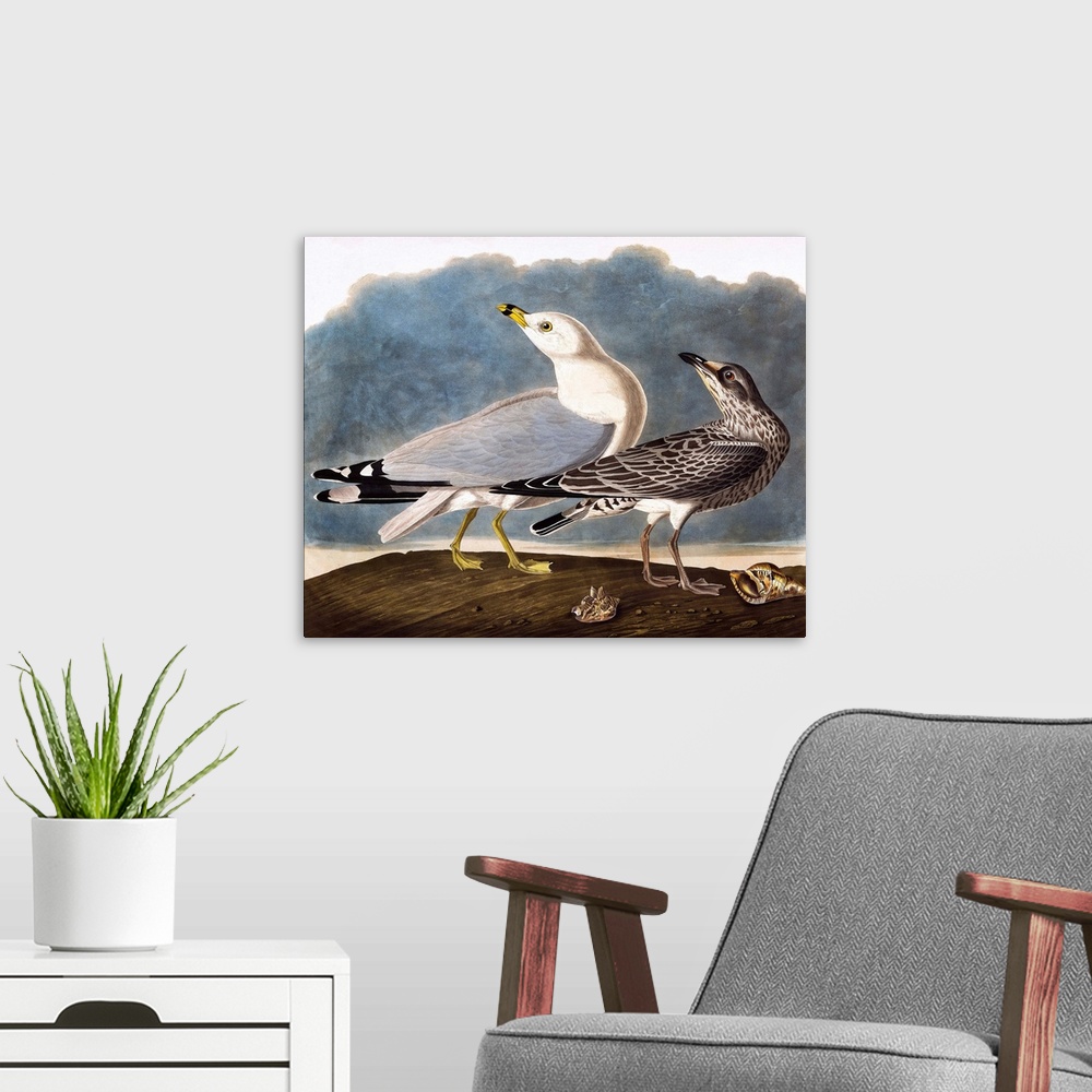 A modern room featuring Common American Gull