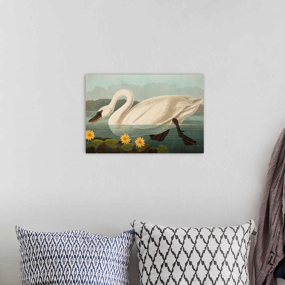 A bohemian room featuring Common American Swan