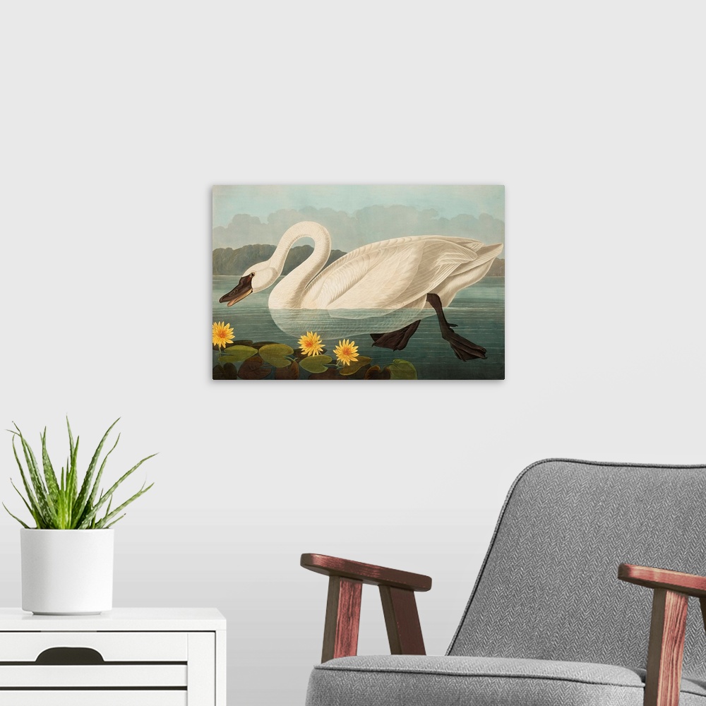 A modern room featuring Common American Swan