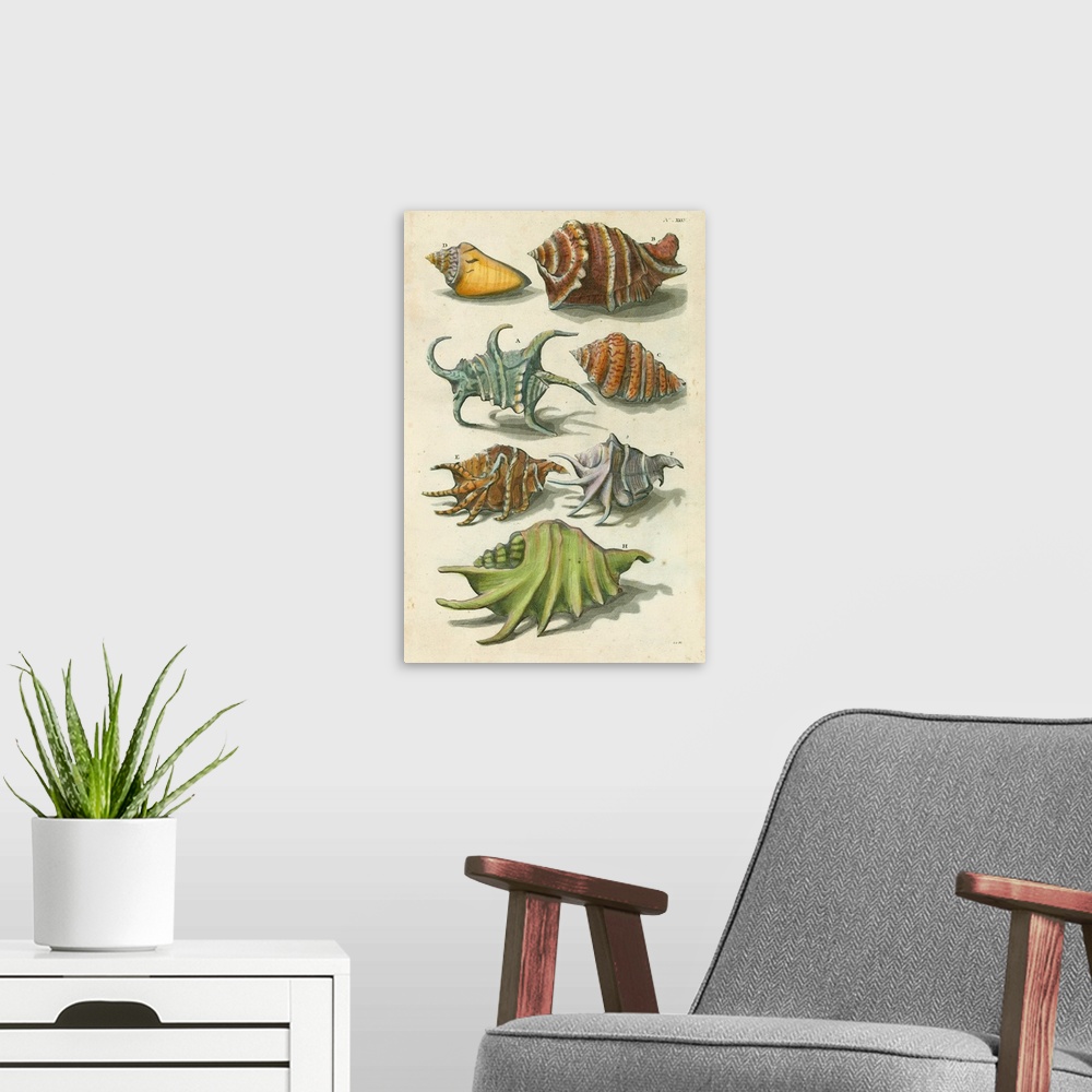 A modern room featuring Conch Shell Illustre
