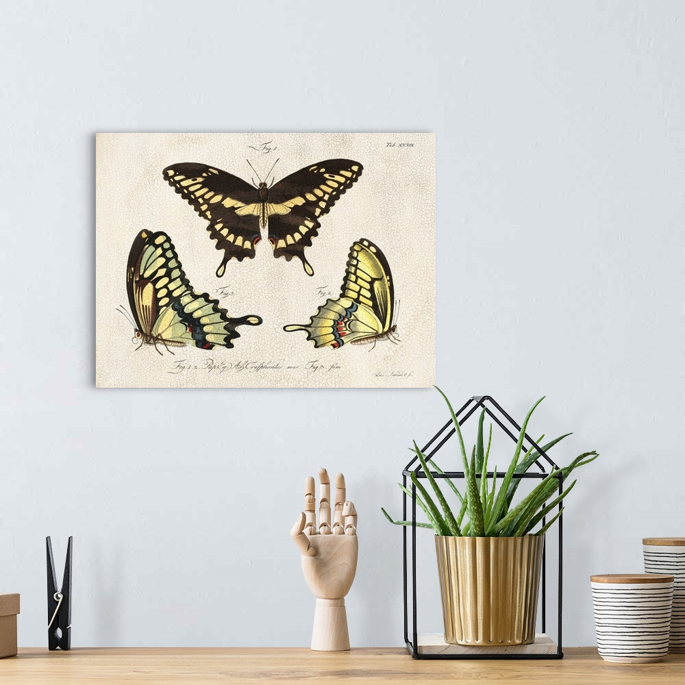 A bohemian room featuring Crackled Butterflies I
