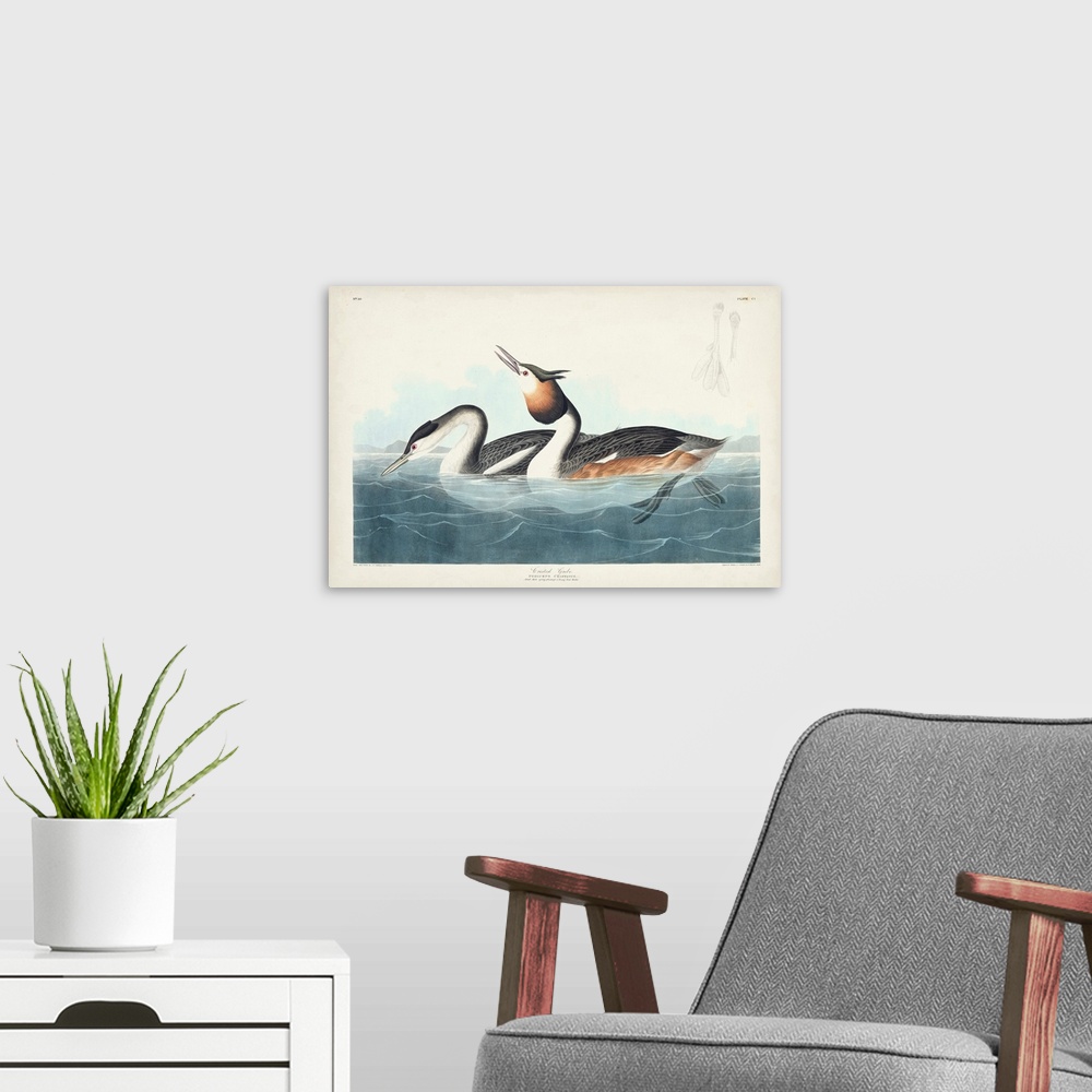 A modern room featuring Crested Grebe