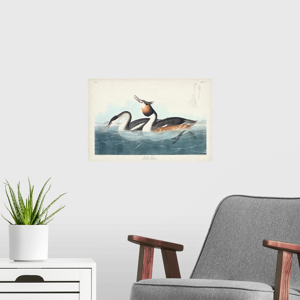 A modern room featuring Crested Grebe