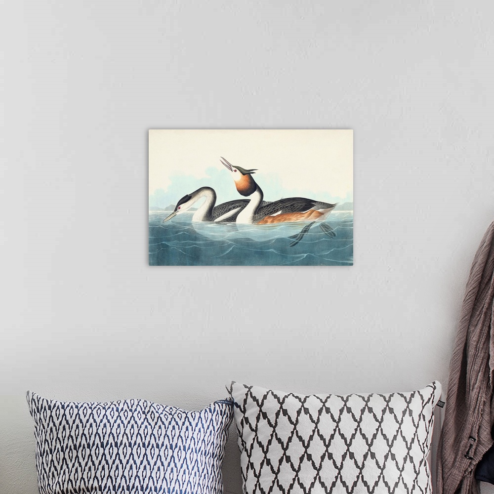 A bohemian room featuring Crested Grebe