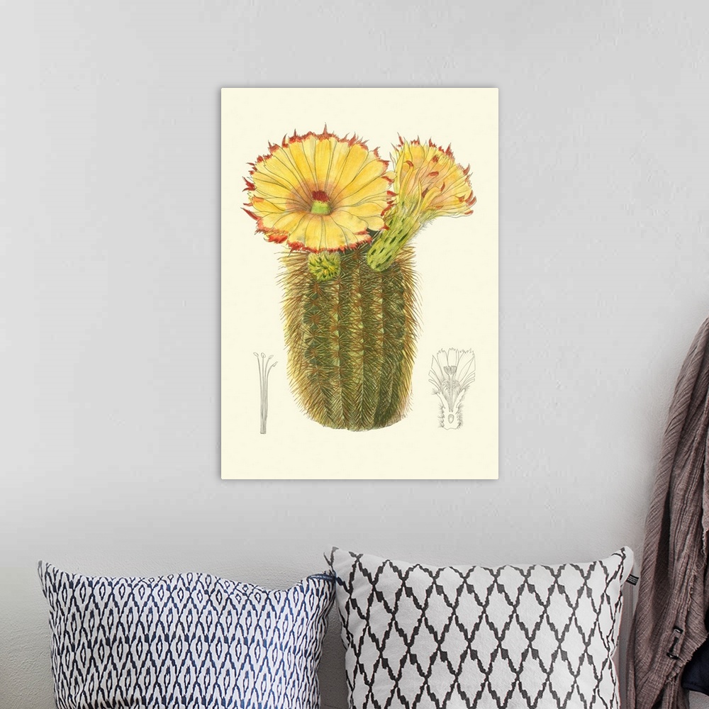 A bohemian room featuring Curtis Flowering Cactus I