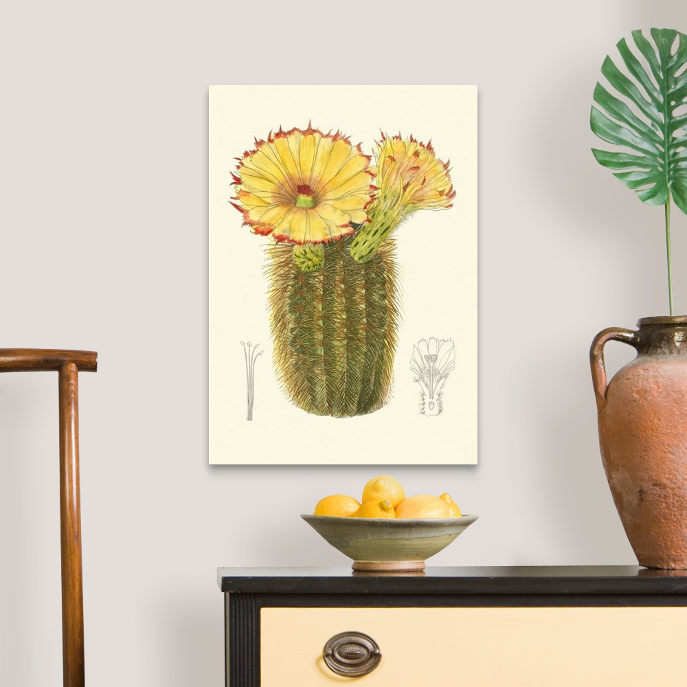 A traditional room featuring Curtis Flowering Cactus I