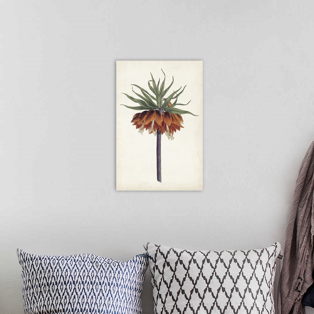 A bohemian room featuring Large decorative art with an orange and green crown imperial flower on an aged white background.