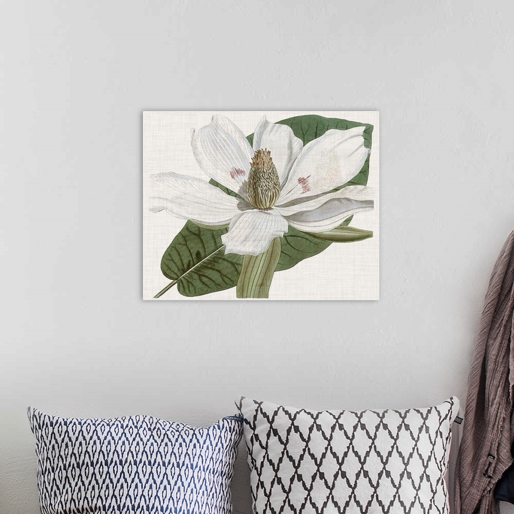 A bohemian room featuring Vintage-inspired botanical illustration of a magnolia flower.