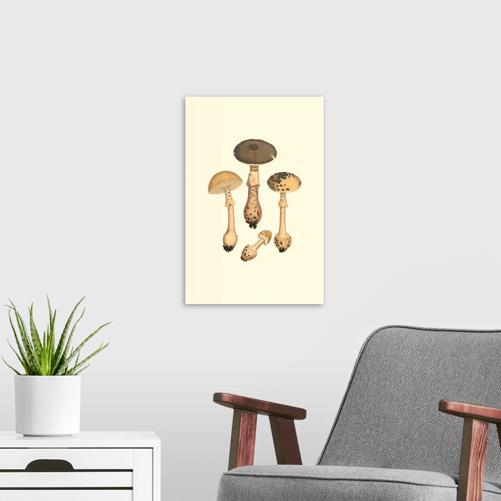 A modern room featuring Curtis Mushrooms II