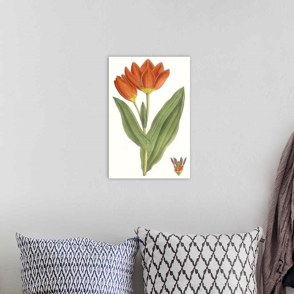 A bohemian room featuring Curtis Tulips IX