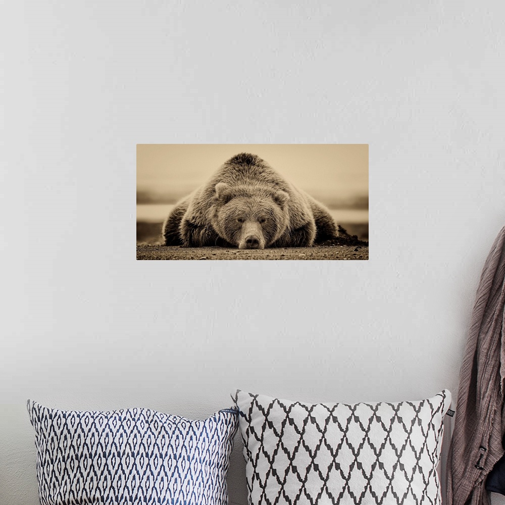 A bohemian room featuring This sepia-toned photograph of a large grizzly bear lying on it's stomach looking directly toward...