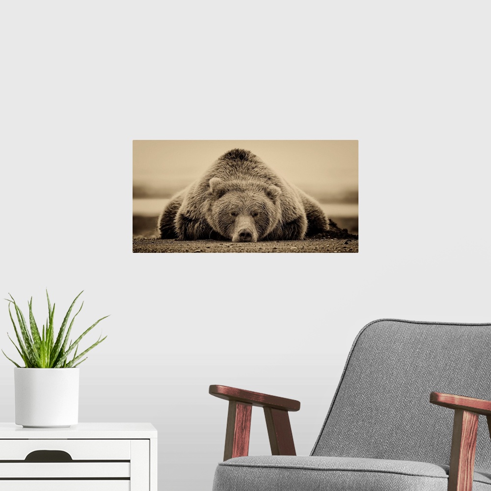 A modern room featuring This sepia-toned photograph of a large grizzly bear lying on it's stomach looking directly toward...