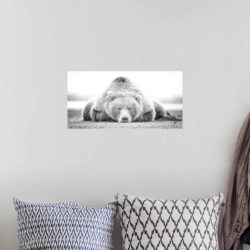 A bohemian room featuring This black and white photograph of a large grizzly bear lying on it's stomach looking directly to...