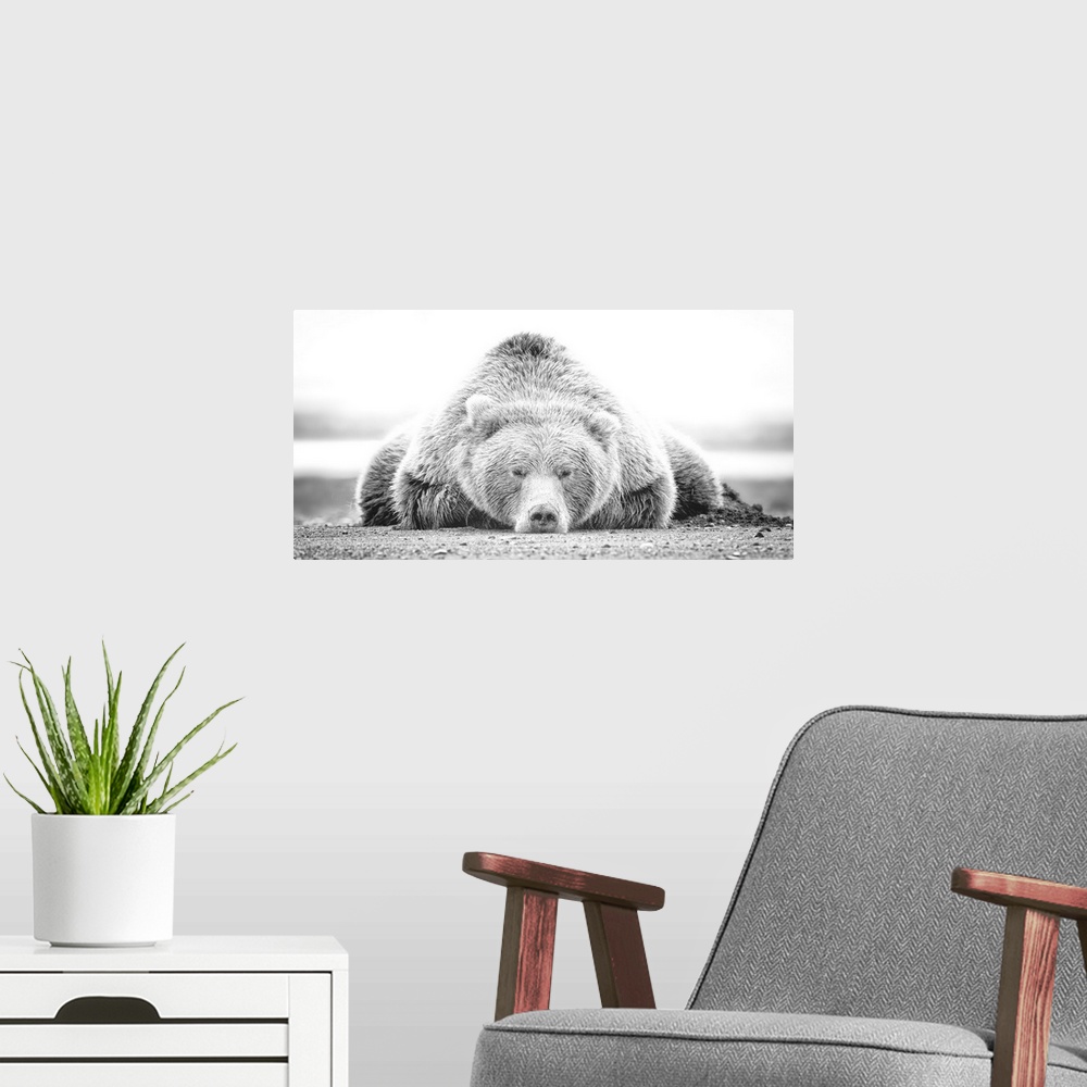 A modern room featuring This black and white photograph of a large grizzly bear lying on it's stomach looking directly to...