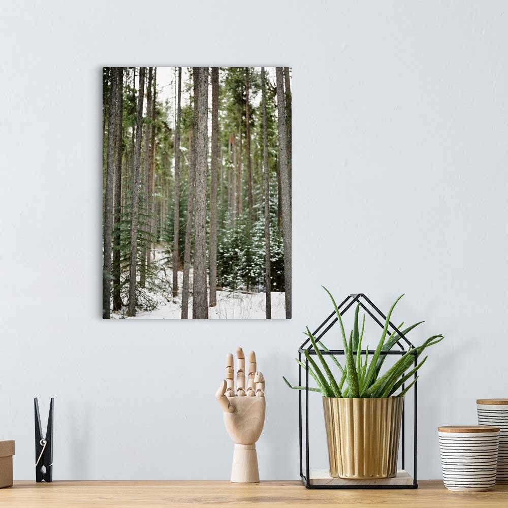 A bohemian room featuring Photograph of tall bare tree trunks in a snowy forest, Banff, Canada