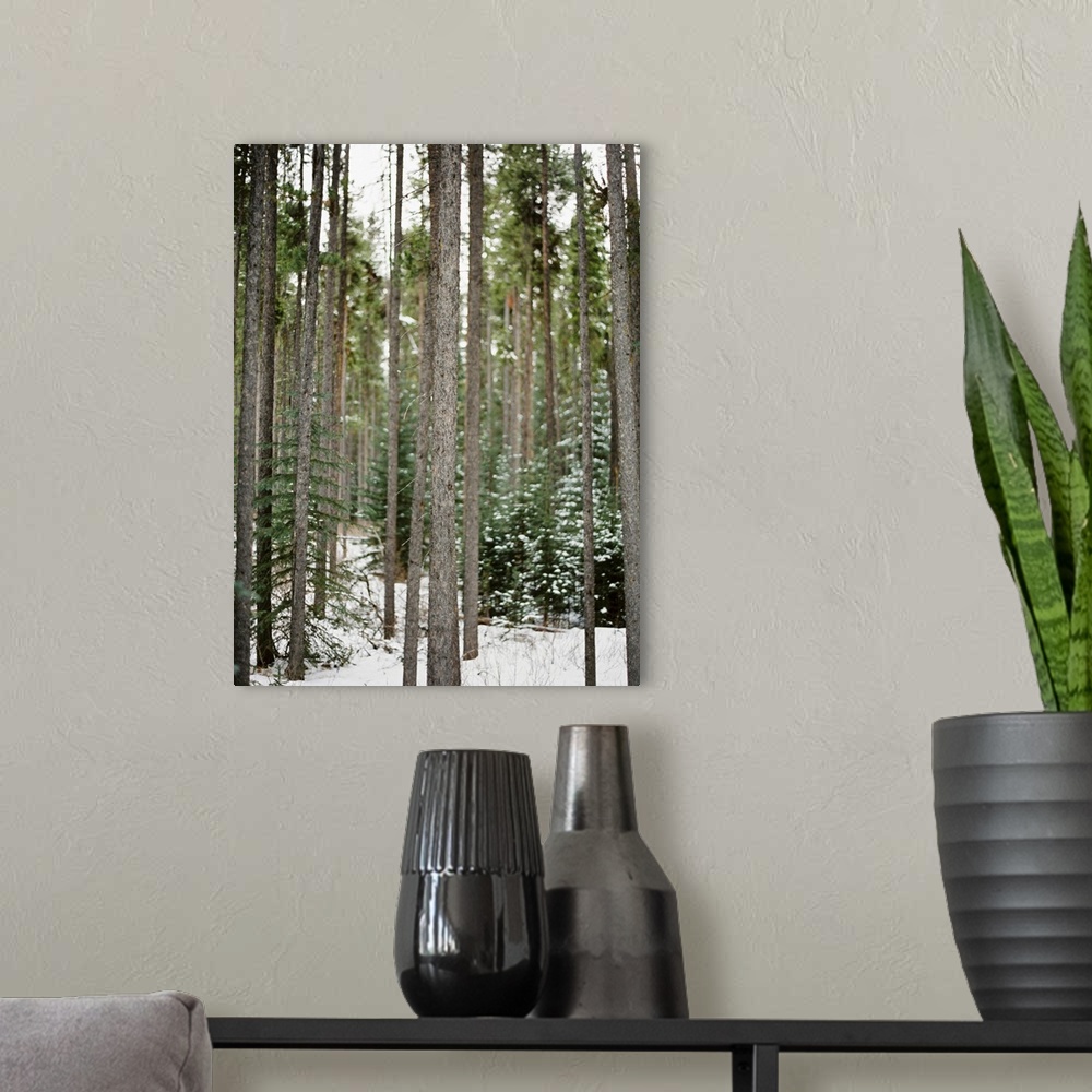 A modern room featuring Photograph of tall bare tree trunks in a snowy forest, Banff, Canada