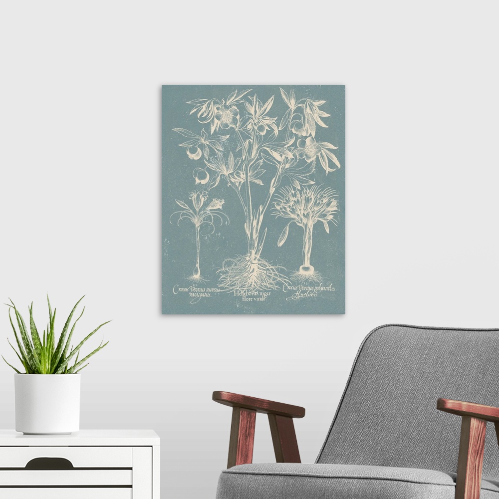 A modern room featuring Vintage-inspired botanical illustration of besler leaves on a light blue background.