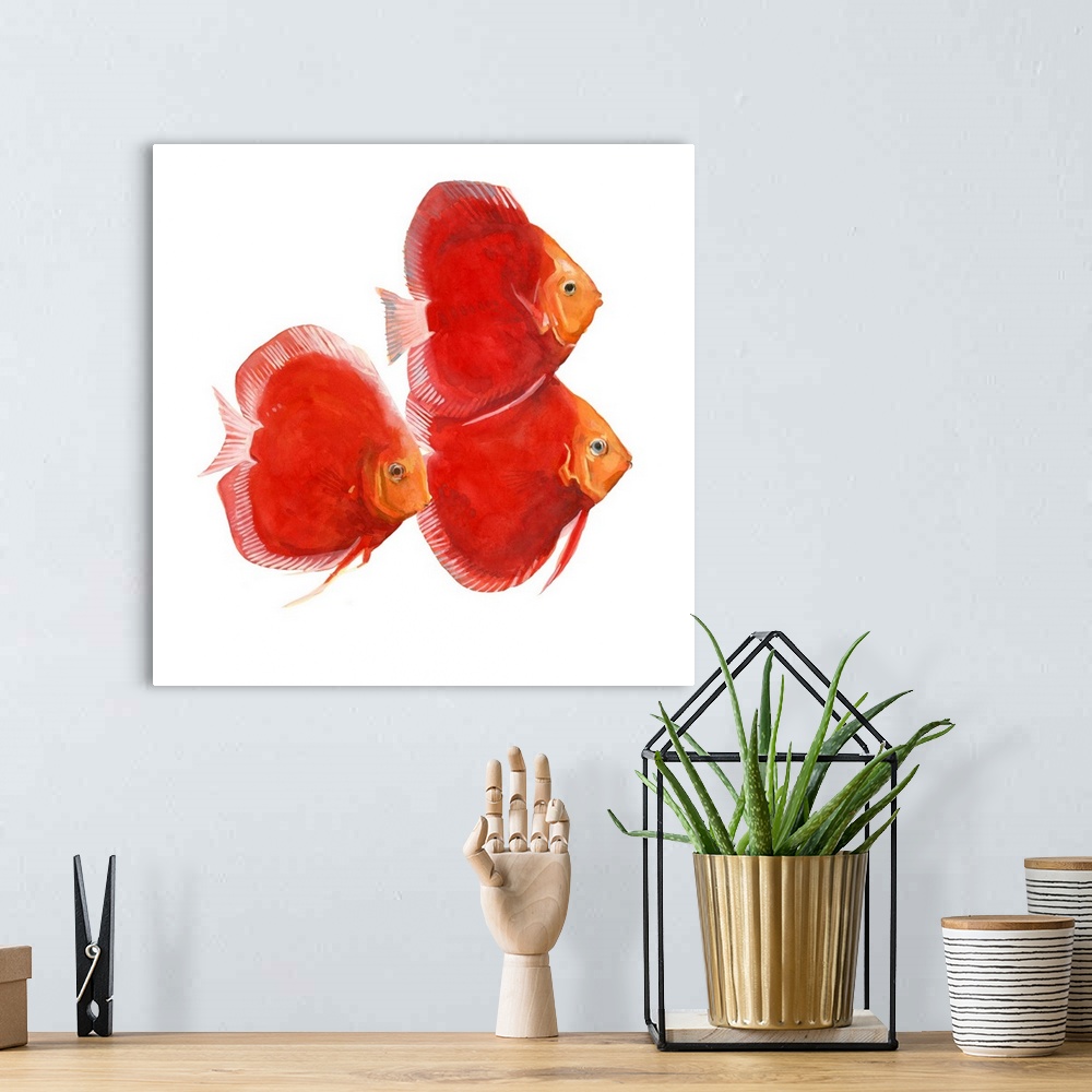 A bohemian room featuring Watercolor portrait of three brightly painted red discus fish.