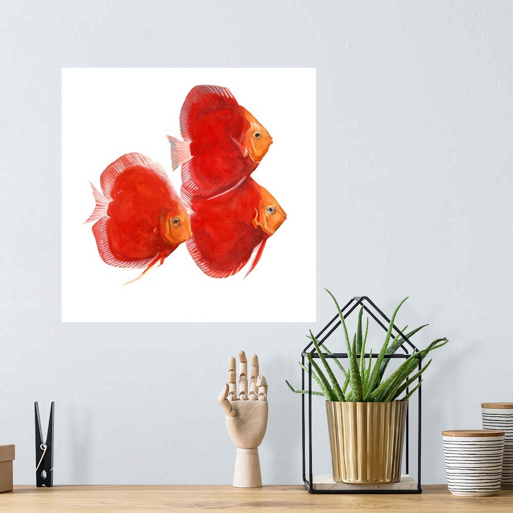A bohemian room featuring Watercolor portrait of three brightly painted red discus fish.