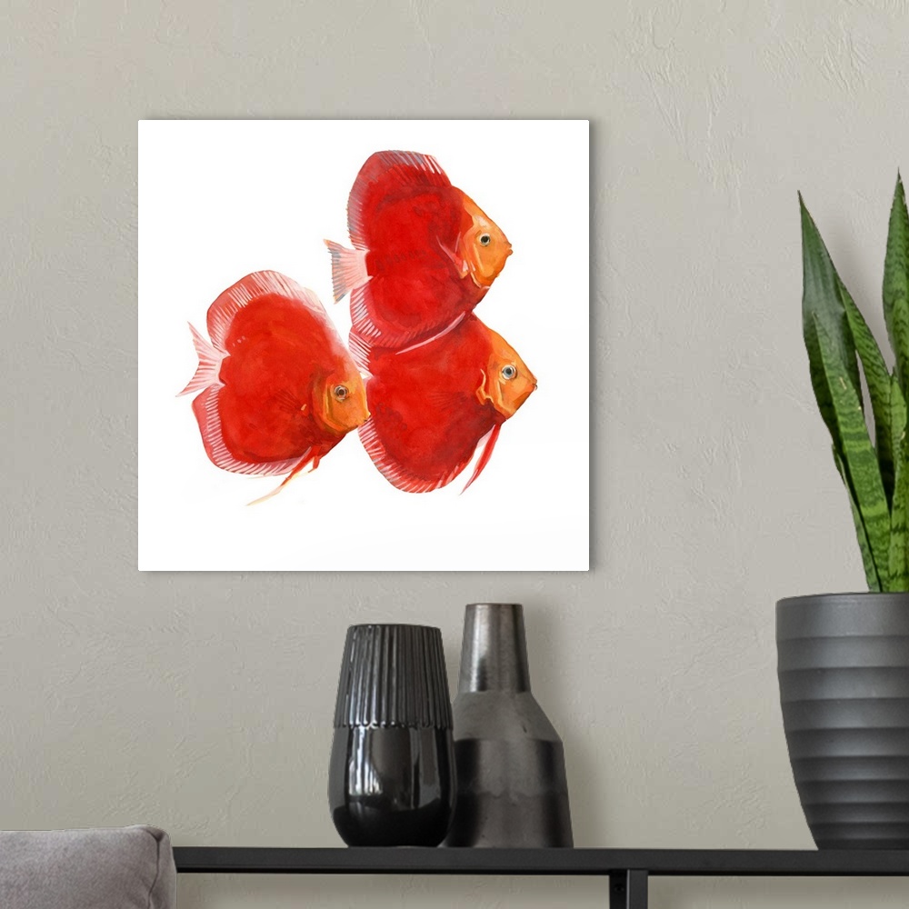 A modern room featuring Watercolor portrait of three brightly painted red discus fish.