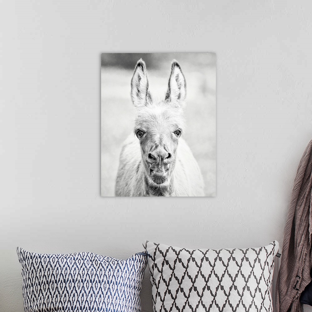 A bohemian room featuring Donkey Portrait IV