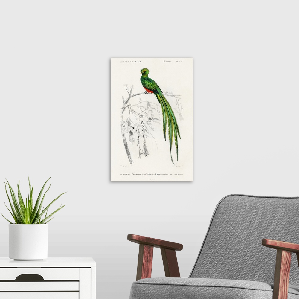 A modern room featuring d'Orbigny Exotic Bird III
