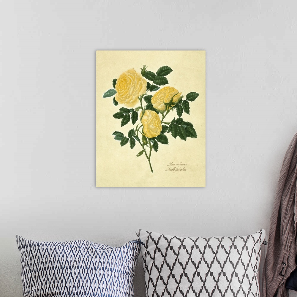 A bohemian room featuring Double Yellow Rose
