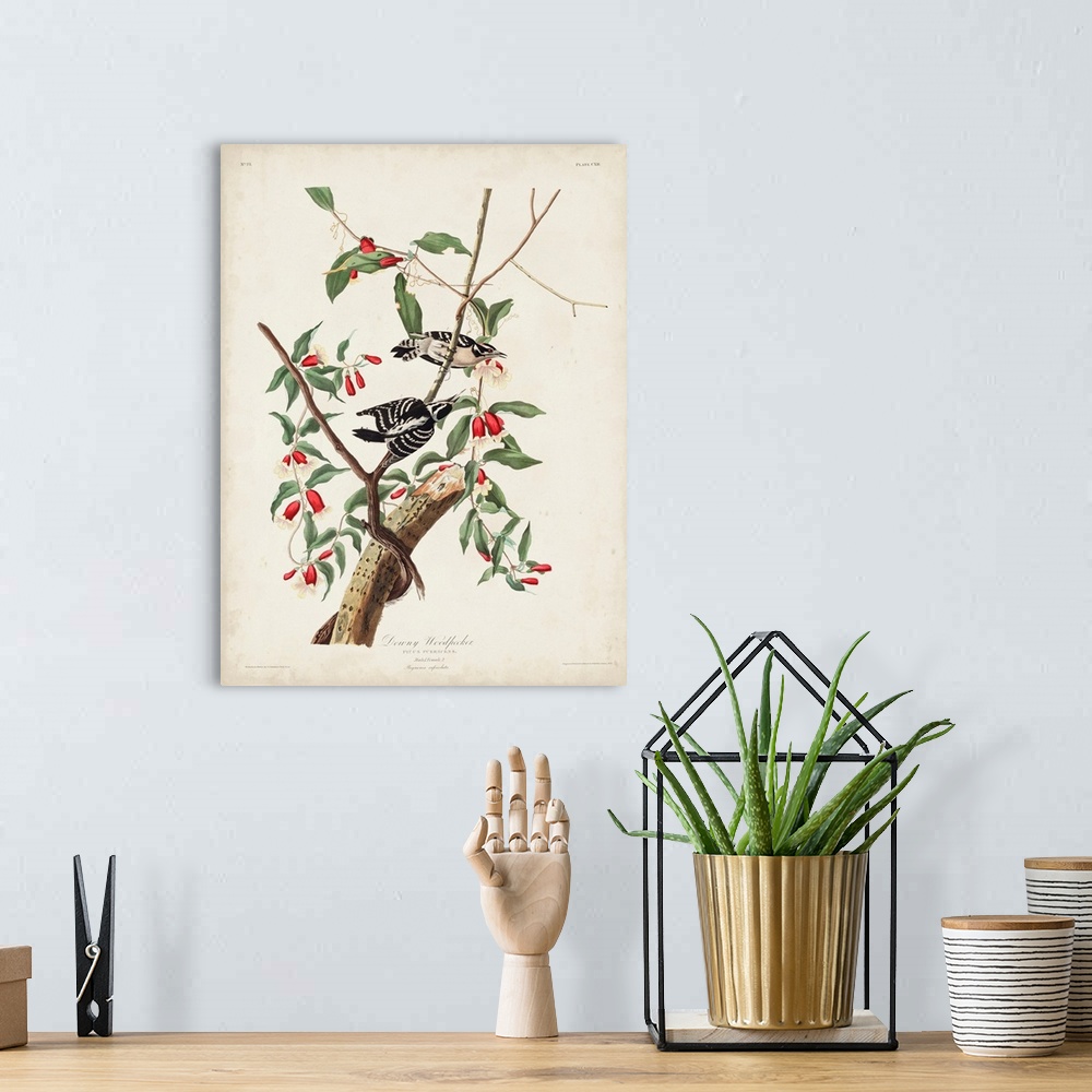 A bohemian room featuring Downy Woodpecker