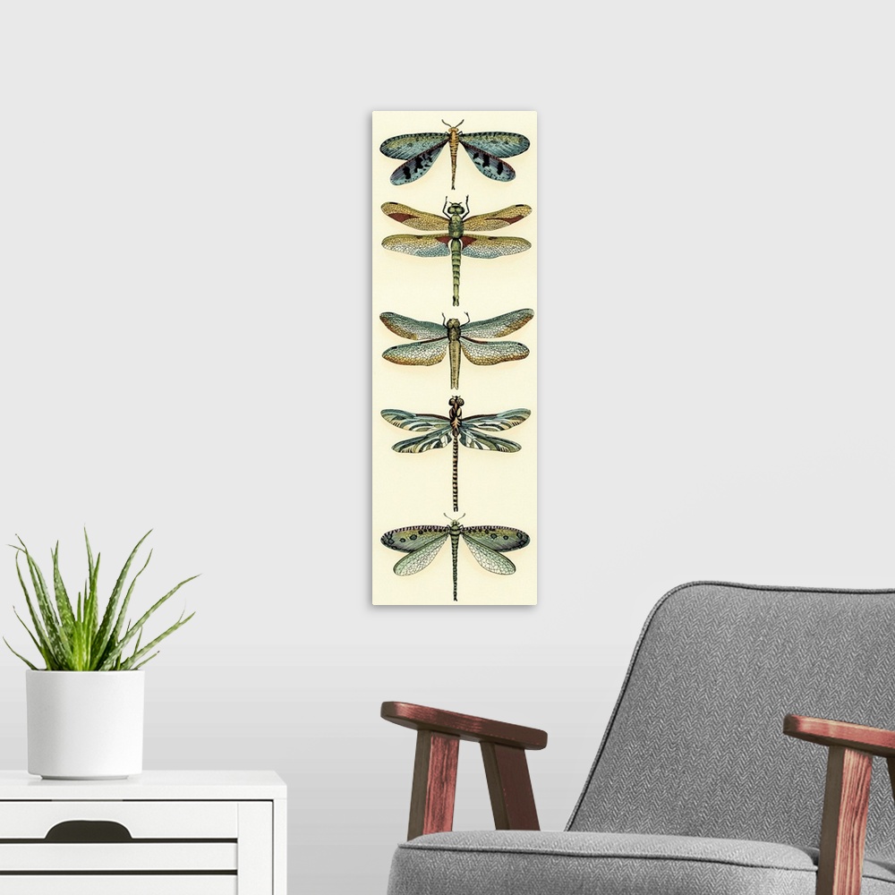 A modern room featuring Dragonfly Collector I