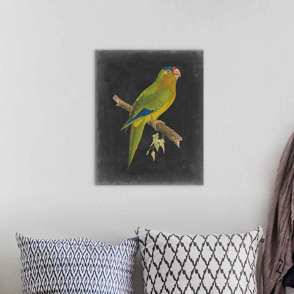 A bohemian room featuring Dramatic Parrots V