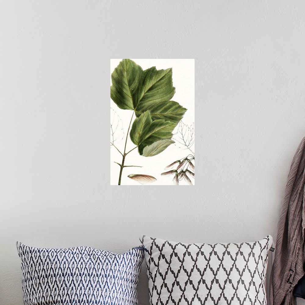A bohemian room featuring This contemporary artwork features an illustration of a close up of a botanical plant partially c...