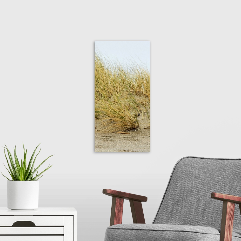 A modern room featuring A photograph of a sand dune with tall golden yellow and green beach grass.