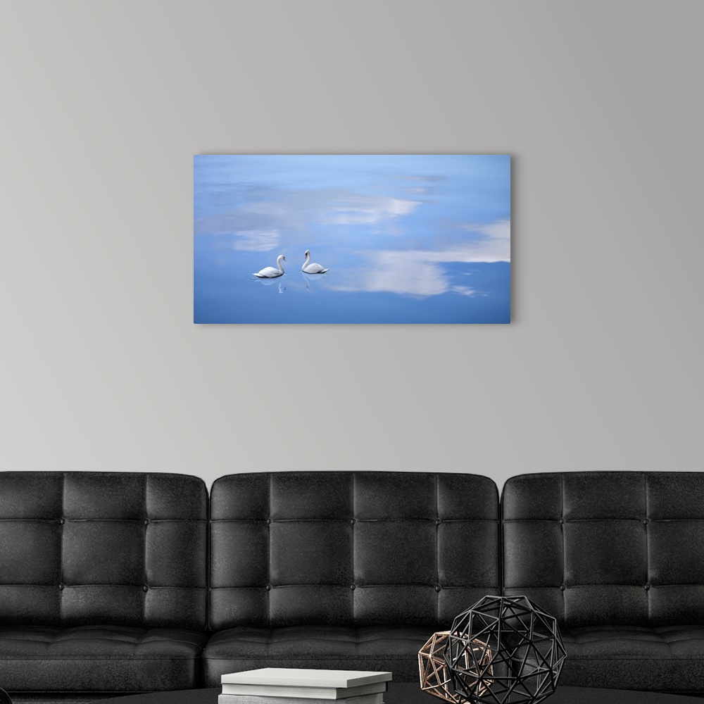 A modern room featuring Swans drift on a reflection of fluffy clouds in this dreamy photograph.
