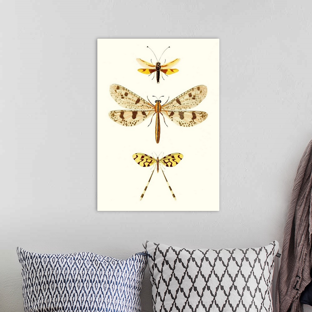 A bohemian room featuring Entomology Series I