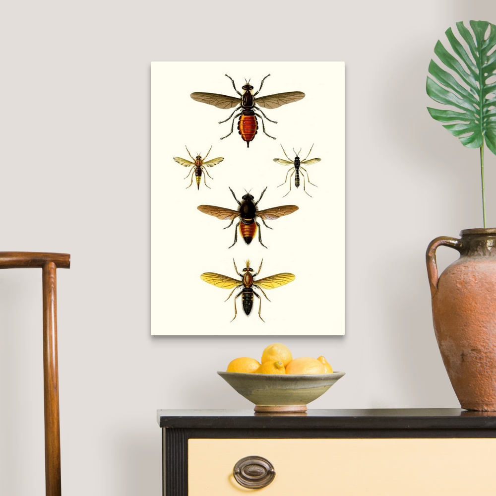 A traditional room featuring Entomology Series IX