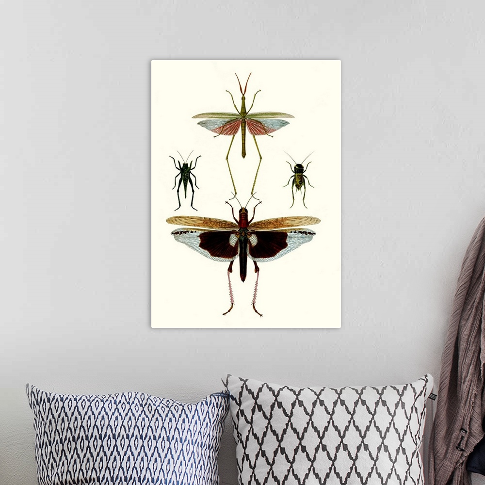 A bohemian room featuring Entomology Series VI