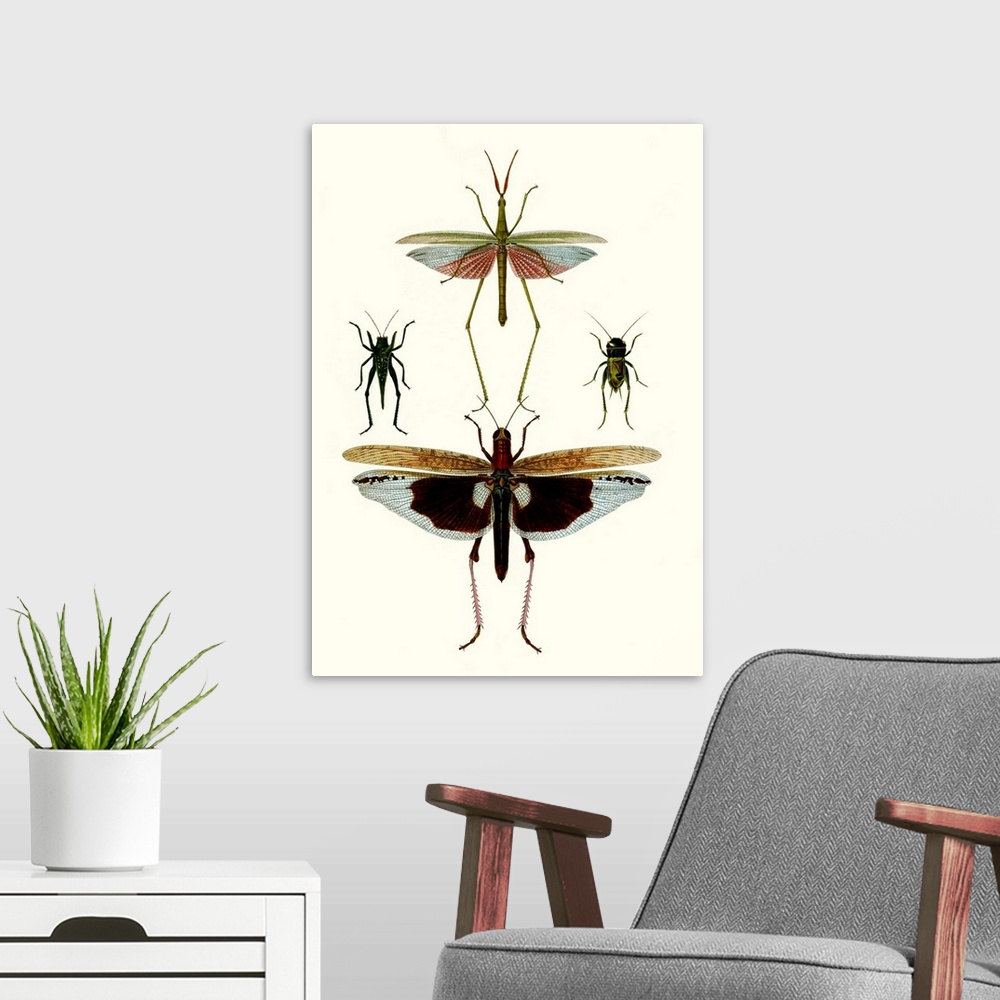 A modern room featuring Entomology Series VI
