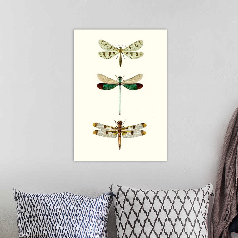 A bohemian room featuring Entomology Series VII