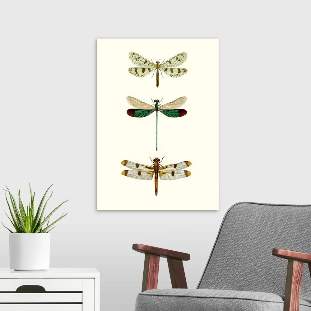 A modern room featuring Entomology Series VII