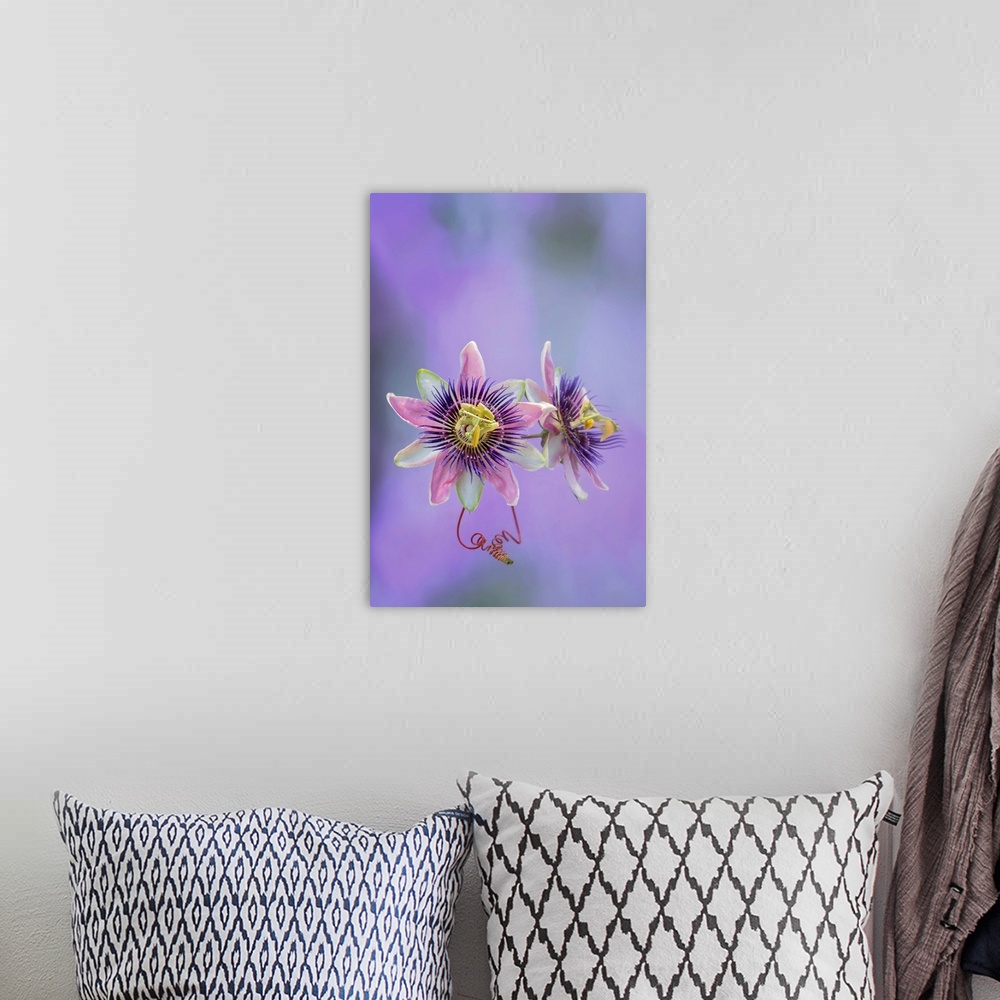 A bohemian room featuring Exotic Flower Burst II