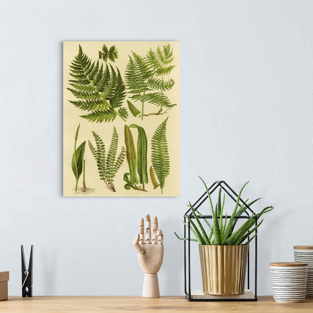 A bohemian room featuring Fern Collection I