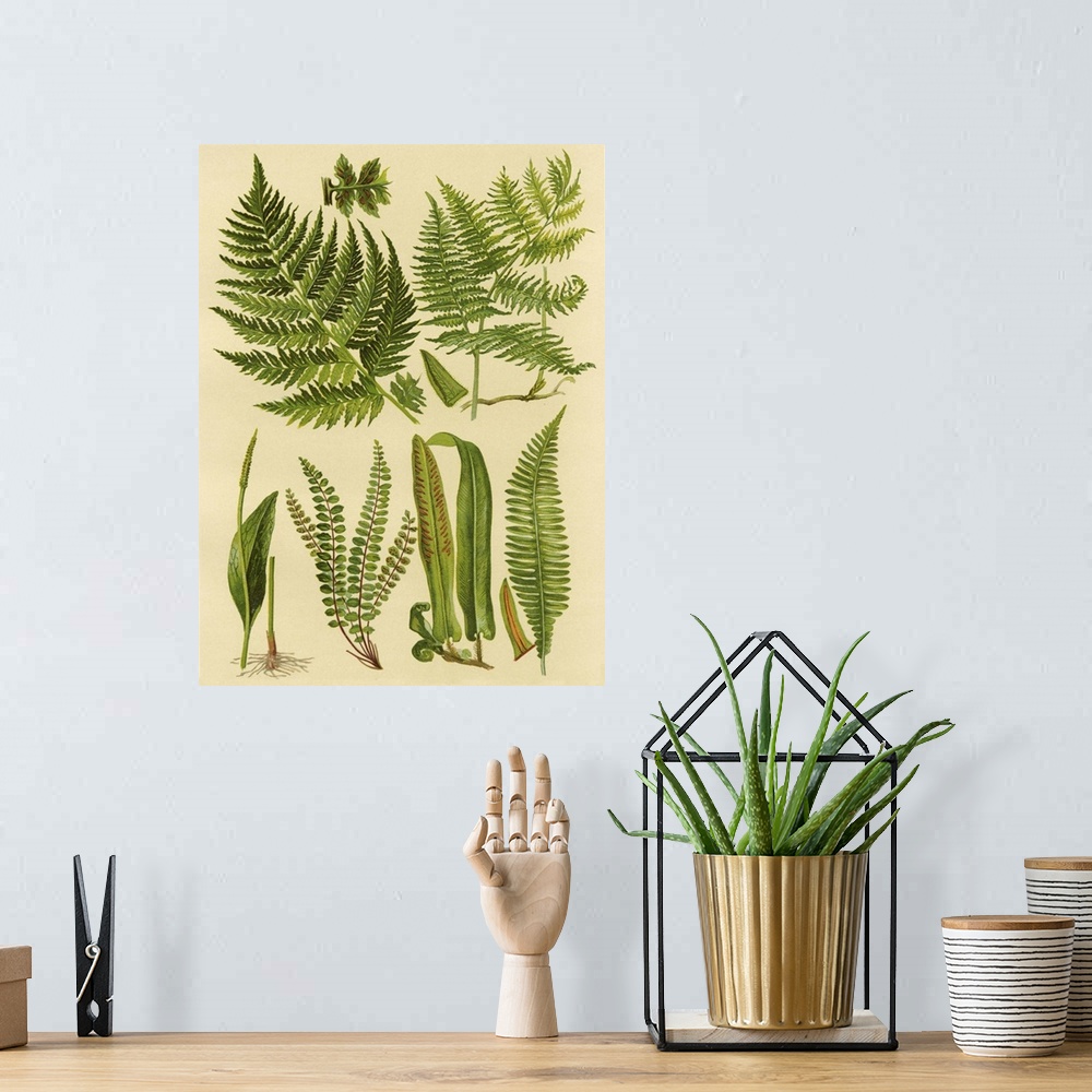 A bohemian room featuring Fern Collection I