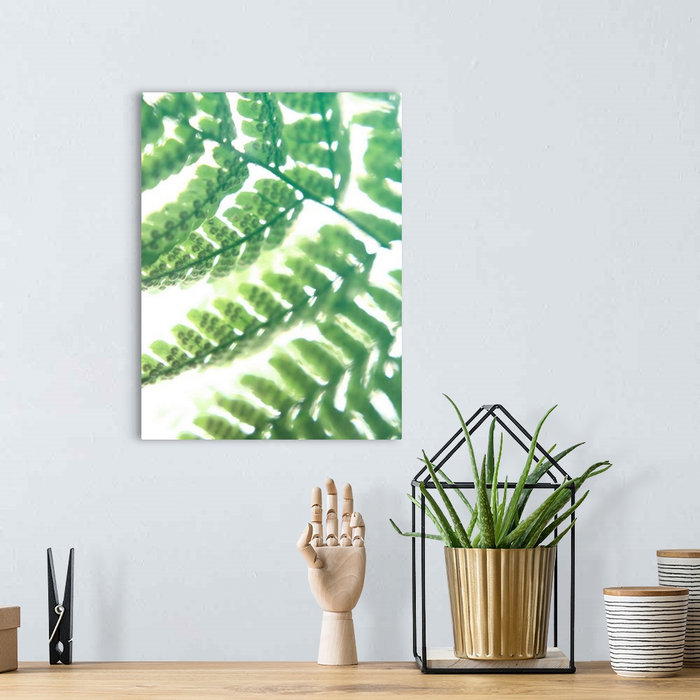 A bohemian room featuring Photograph of the leaves on a green fern.