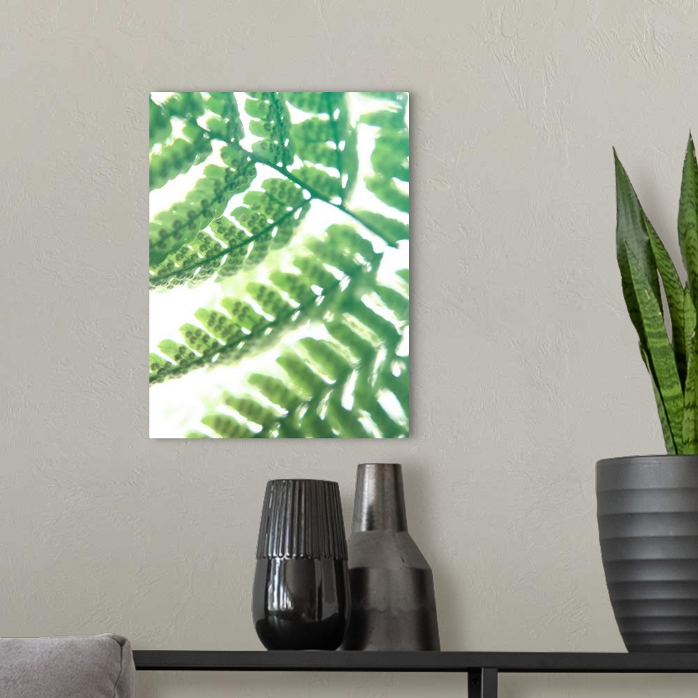 A modern room featuring Photograph of the leaves on a green fern.
