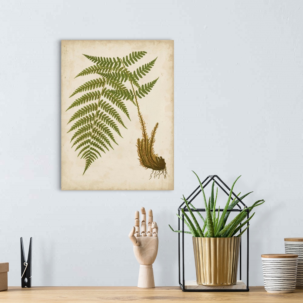 A bohemian room featuring Illustration of a fern on a neutral background.